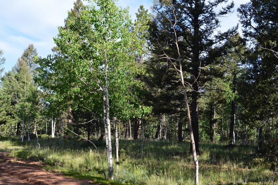 mountain property mature trees on fantastic lot.