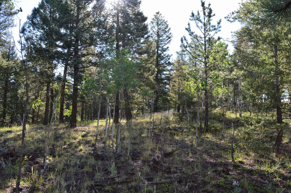 mix of trees both aspen and pine throughout the parcel.